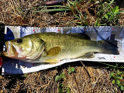 ラージマウスバスの釣果