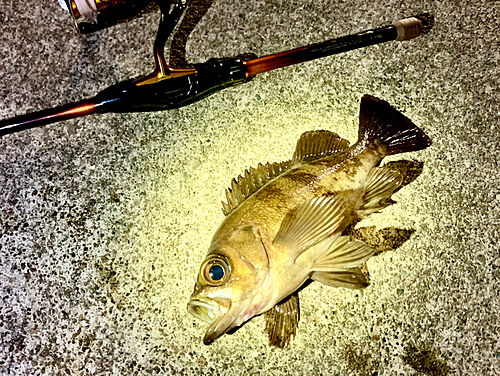 シロメバルの釣果