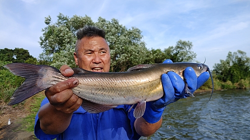 アメリカナマズの釣果