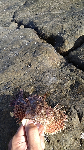 オニカサゴの釣果