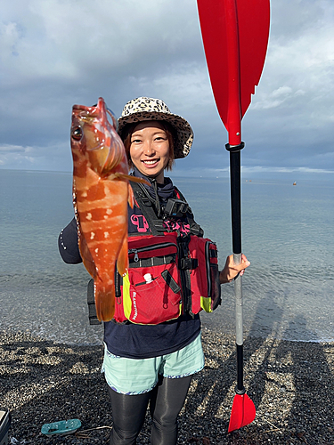 アカハタの釣果