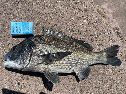 クロダイの釣果