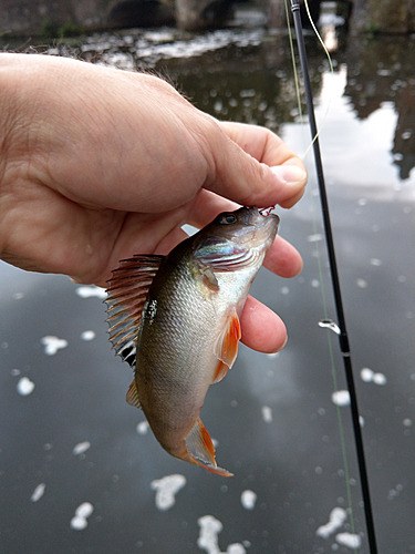 ヨーロピアンパーチの釣果