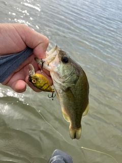 ラージマウスバスの釣果