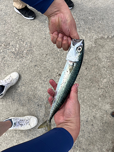 サバの釣果