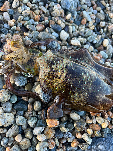 アオリイカの釣果