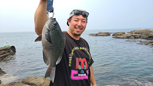 グレの釣果