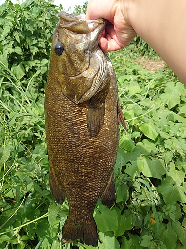 スモールマウスバスの釣果