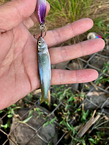 ハスの釣果