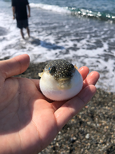 クサフグの釣果