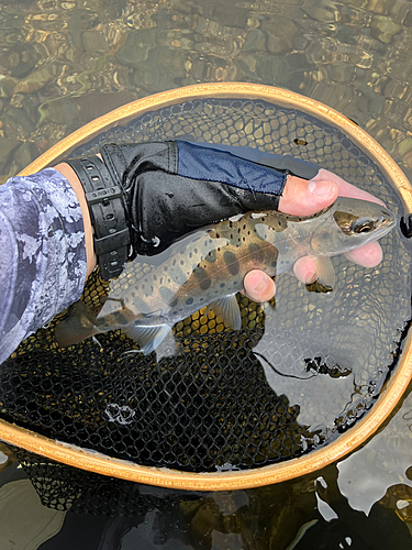 ヤマメの釣果