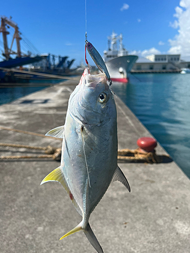 ギンガメアジの釣果