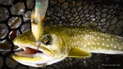 アメマスの釣果