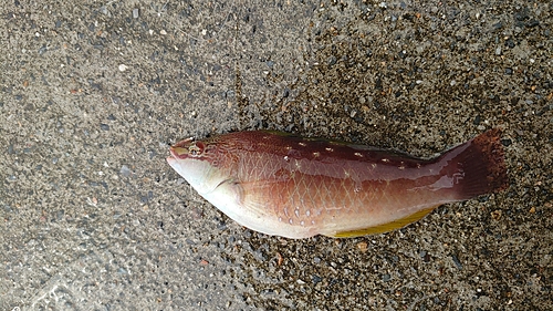 ホシササノハベラの釣果