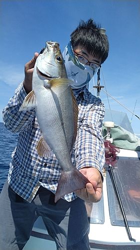 イサキの釣果