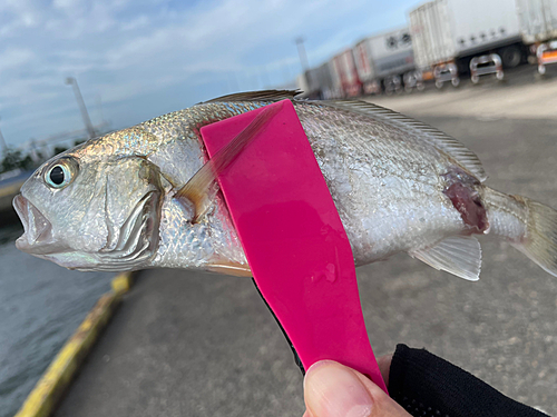 イシモチの釣果