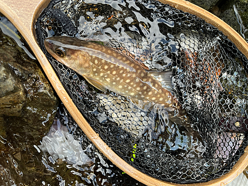 イワナの釣果