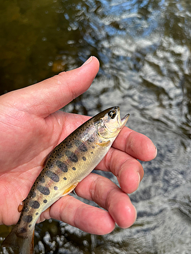 ヤマメの釣果