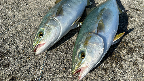 ツバスの釣果