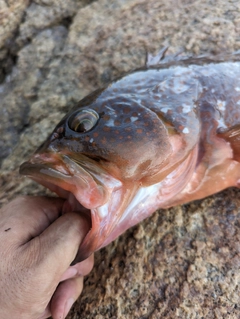 キジハタの釣果