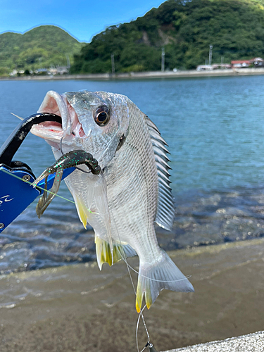 キチヌの釣果