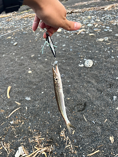 カマスの釣果