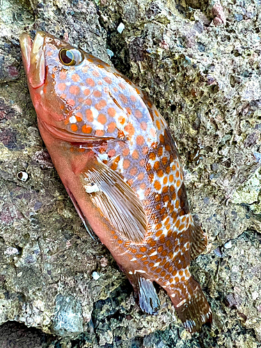 キジハタの釣果