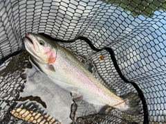 アマゴの釣果