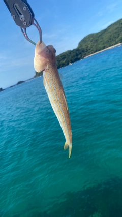 エソの釣果