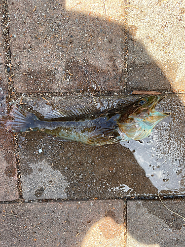 アナハゼの釣果