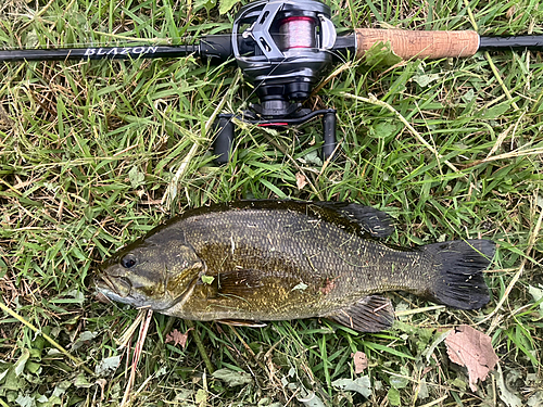 スモールマウスバスの釣果