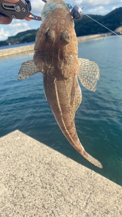 マゴチの釣果