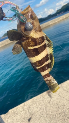 アオハタの釣果