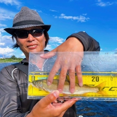 アユの釣果