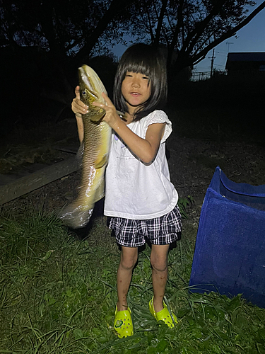 ブラウントラウトの釣果