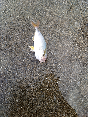 ショゴの釣果