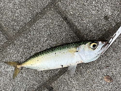 サバの釣果