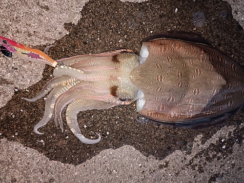 コウイカの釣果