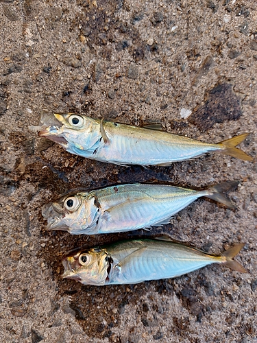 アジの釣果