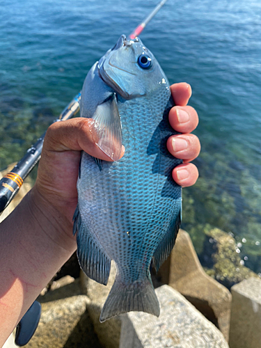 クチブトグレの釣果