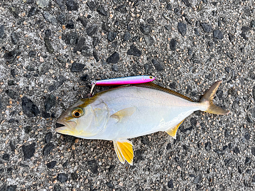 ツバスの釣果