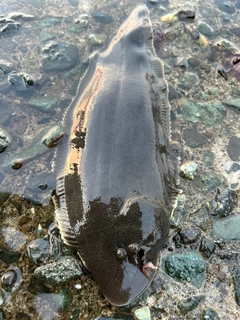 シタビラメの釣果