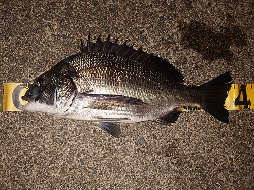 クロダイの釣果