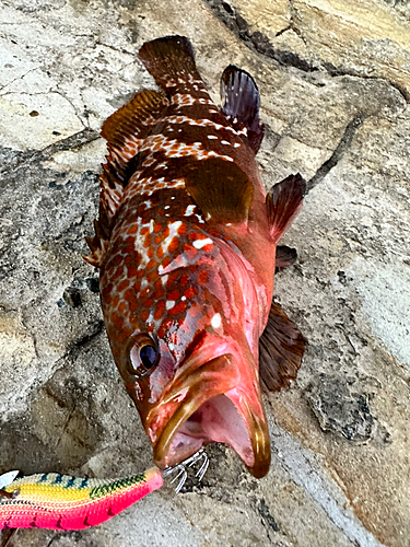 アコウの釣果