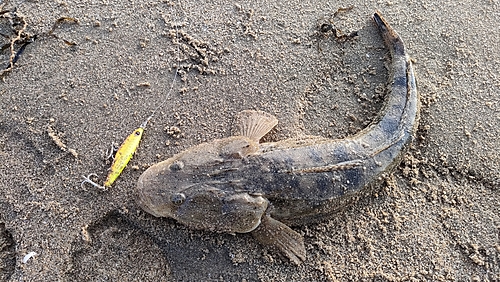 マゴチの釣果