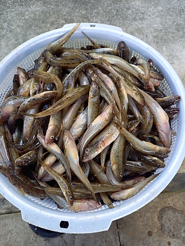 マハゼの釣果