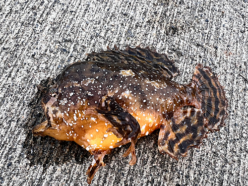 オニオコゼの釣果