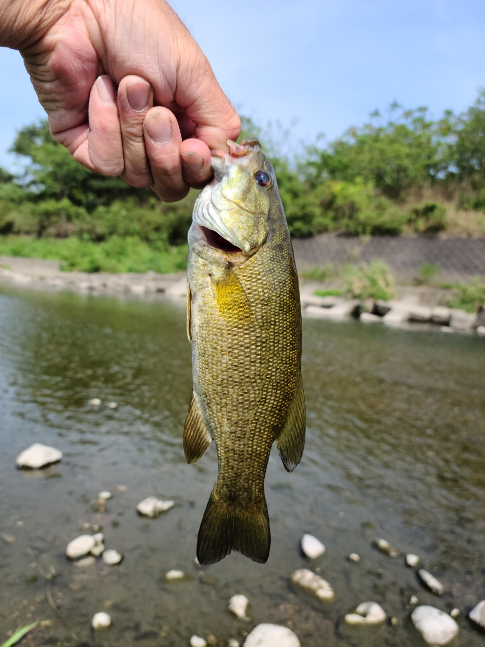 スモールマウスバス