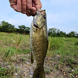 スモールマウスバス