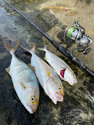 ショゴの釣果